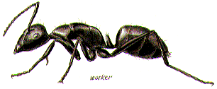 Hormigas computacionales.